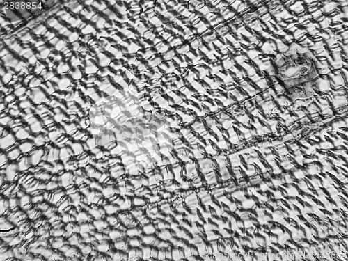 Image of Pine Wood micrograph