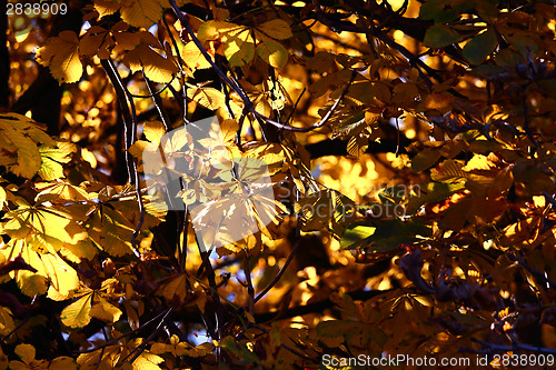 Image of Background chestnut yellow foliage