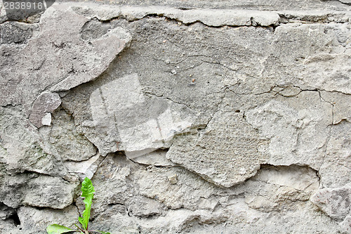 Image of Sprouts on background wall cement