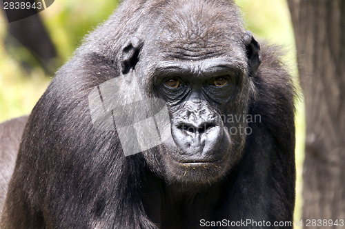 Image of Gorilla