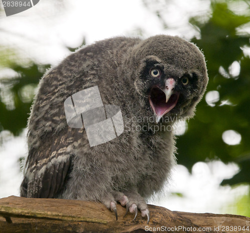 Image of Young great grey owl