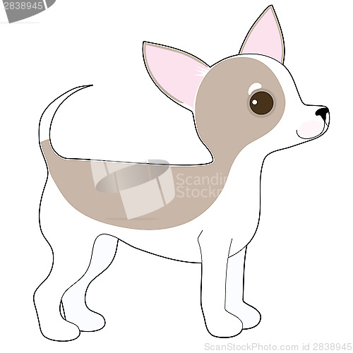 Image of Chihuahua