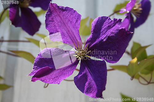 Image of Clematis Jackmanni