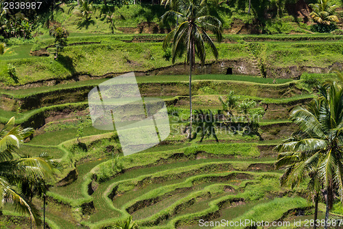 Image of Lush green terraced farmland in Bali