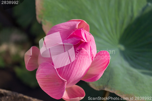 Image of Beautiful pink water lily bud