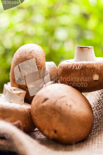 Image of Fresh brown Agaricus mushrooms