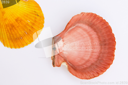 Image of Two clams 2