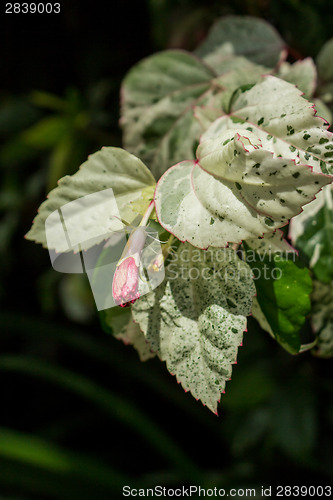 Image of Red hibiscus bud