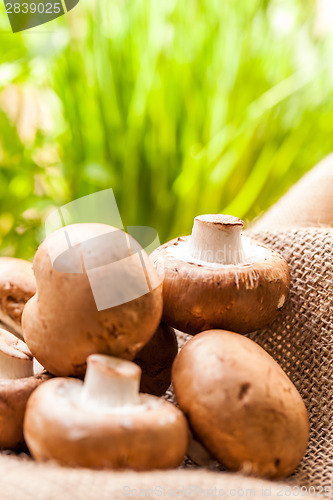 Image of Fresh brown Agaricus mushrooms