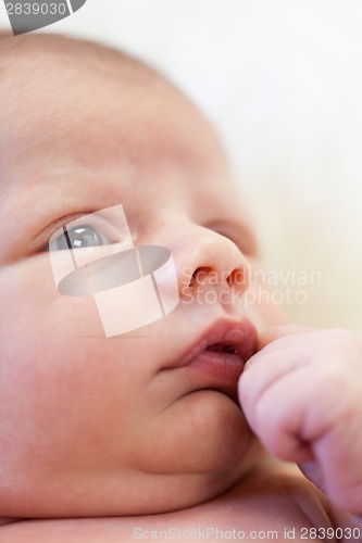 Image of Small baby lying in fur