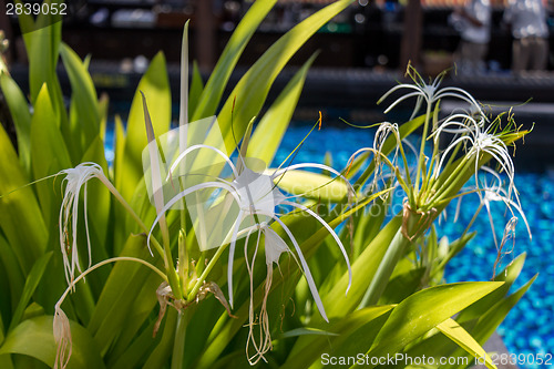 Image of Beautiful spider lily, Hymenocallis littoralis