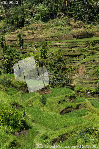 Image of Lush green terraced farmland in Bali