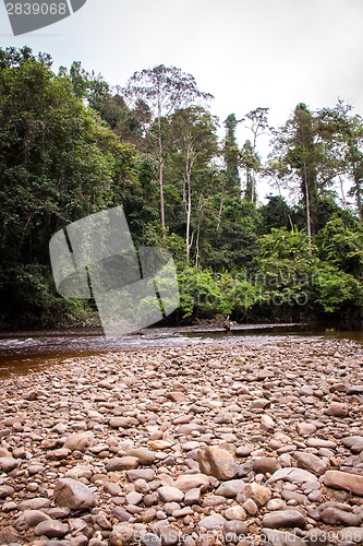 Image of Stony river bed in a lush green jungle