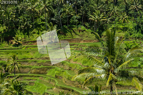 Image of Lush green terraced farmland in Bali