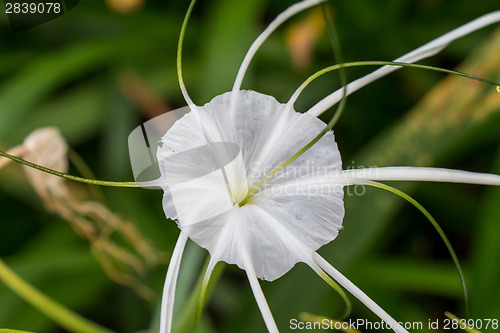 Image of Beautiful spider lily, Hymenocallis littoralis