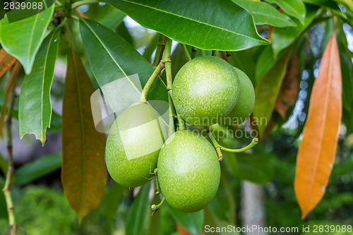 Image of Fresh green mango fruit plant outside in summer 