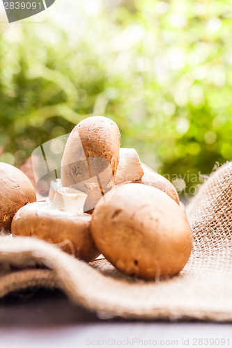 Image of Fresh brown Agaricus mushrooms