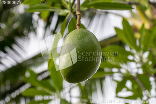 Image of Fresh green mango fruit plant outside in summer 