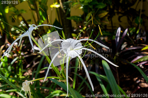 Image of Beautiful spider lily, Hymenocallis littoralis