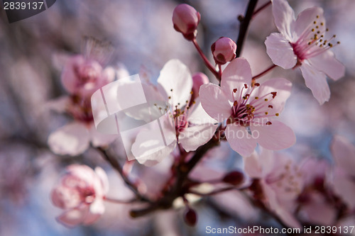 Image of Beautiful pink spring cherry blossom