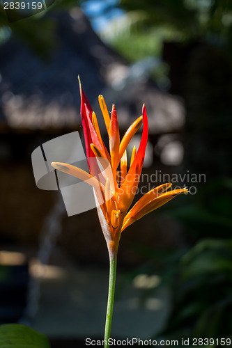 Image of Colorful orange tropical strelitzia flowers