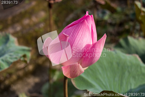 Image of Beautiful pink water lily bud