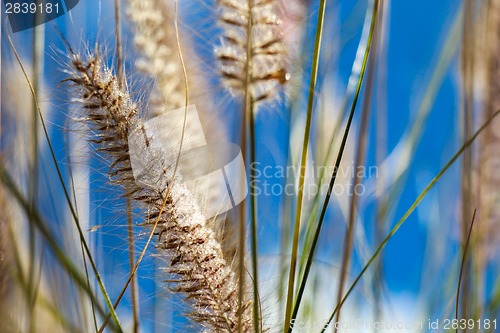 Image of Flowering wild ornamental grass