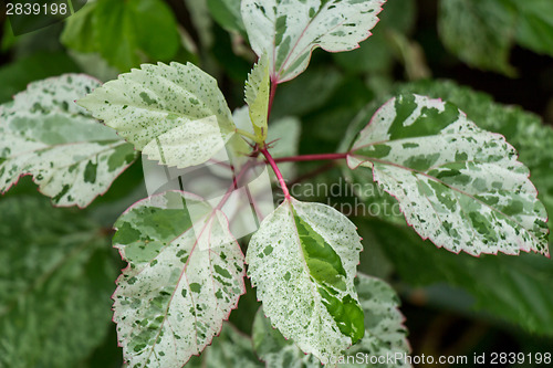 Image of Ornamental variegated leafy shrub