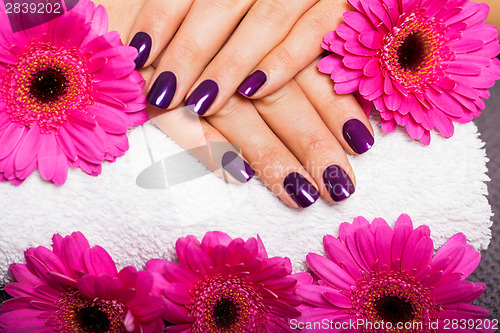 Image of Woman with beautiful manicured purple nails