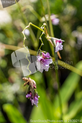 Image of Delicate purple flower