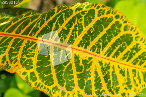 Image of Colorful yellow and green Croton leaf