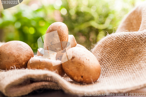 Image of Fresh brown Agaricus mushrooms