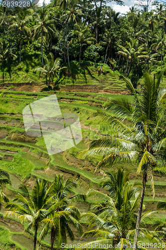 Image of Lush green terraced farmland in Bali