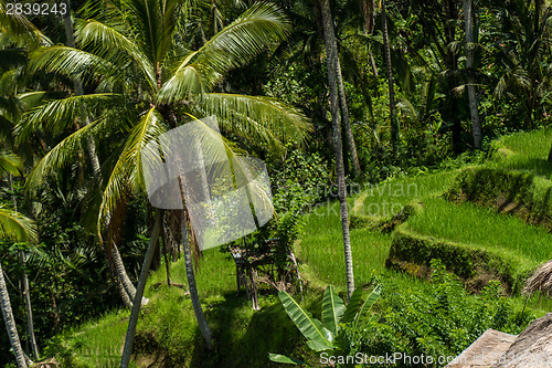 Image of Lush green terraced farmland in Bali