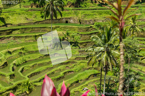 Image of Lush green terraced farmland in Bali