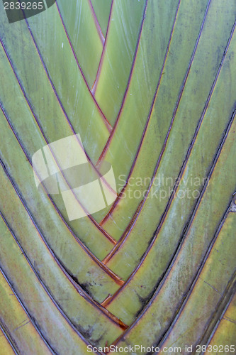 Image of Tropical green palm tree background macro