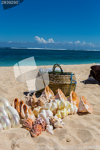 Image of Conchs and seashells for sale on a beach