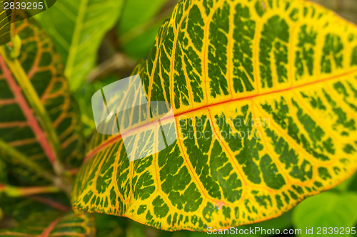 Image of Colorful yellow and green Croton leaf