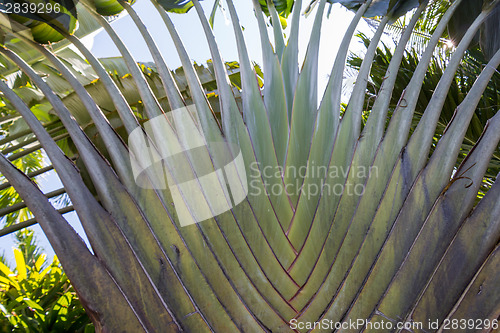 Image of Tropical green palm tree background macro