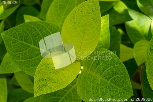 Image of Background of fresh green leaves