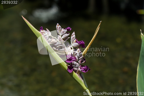 Image of Delicate purple flower