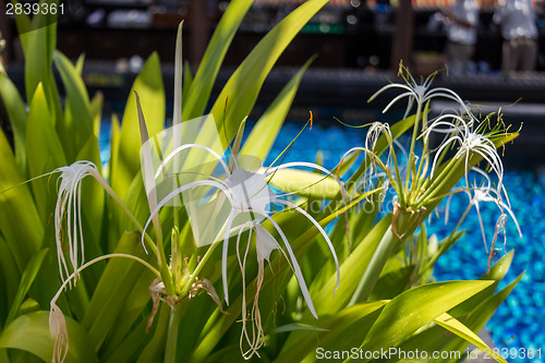 Image of Beautiful spider lily, Hymenocallis littoralis