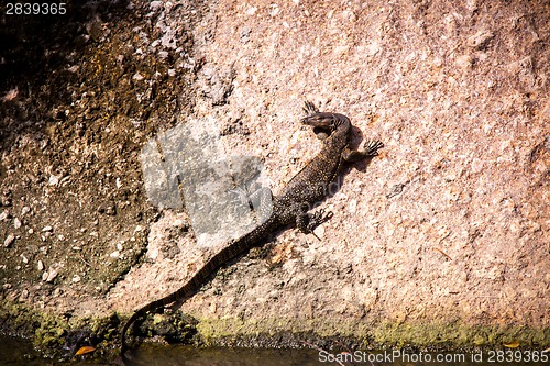 Image of Small monitor lizard sunning on a ledge