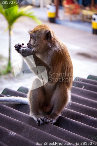 Image of Adult macaque monkey sitting eating fruit