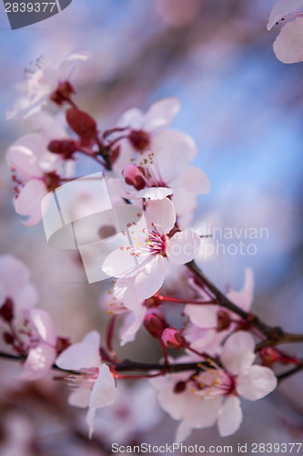 Image of Beautiful pink spring cherry blossom