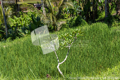 Image of Lush green terraced farmland in Bali