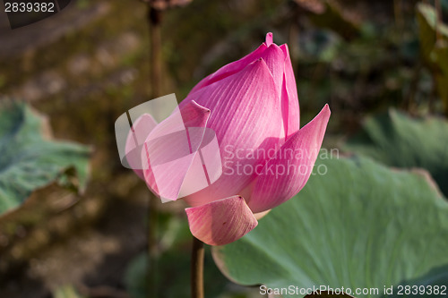 Image of Beautiful pink water lily bud