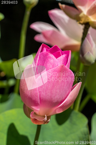 Image of Beautiful fragrant pink water lily