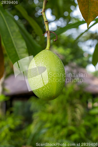 Image of Fresh green mango fruit plant outside in summer 