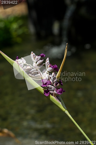 Image of Delicate purple flower